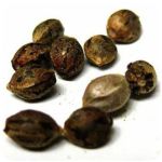 Семена марихуаны АК-47 (Seeds AK-47) в Шебекино Семена марихуаны АК-47 (Seeds AK-47) в Шебекино